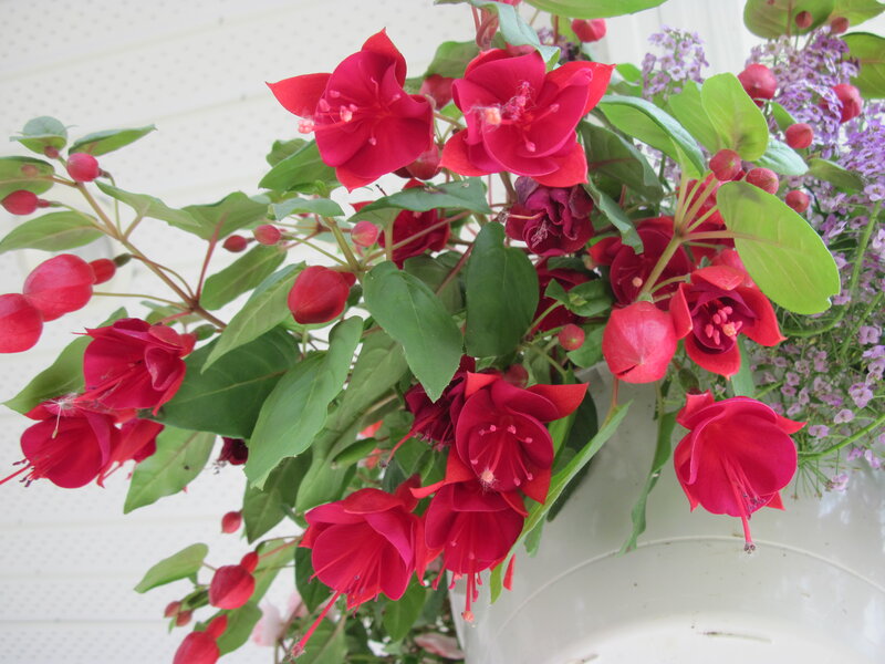 Red Fuchsia Flowers — Calm, Spring, Photograph