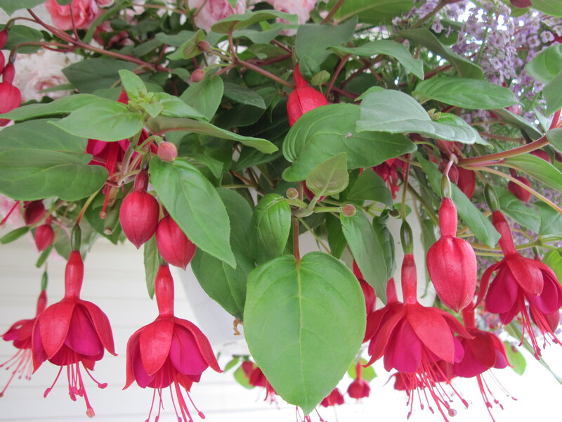 Red Fuchsia Flowers — Calm, Spring
