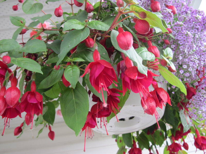 Red Fuchsia Flowers — Calm, Summer