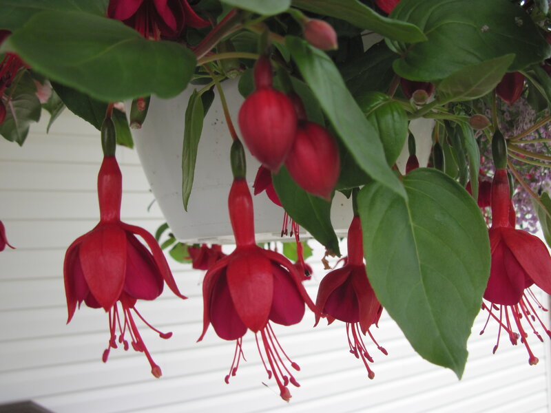 Red Fuchsia Flowers — Calm