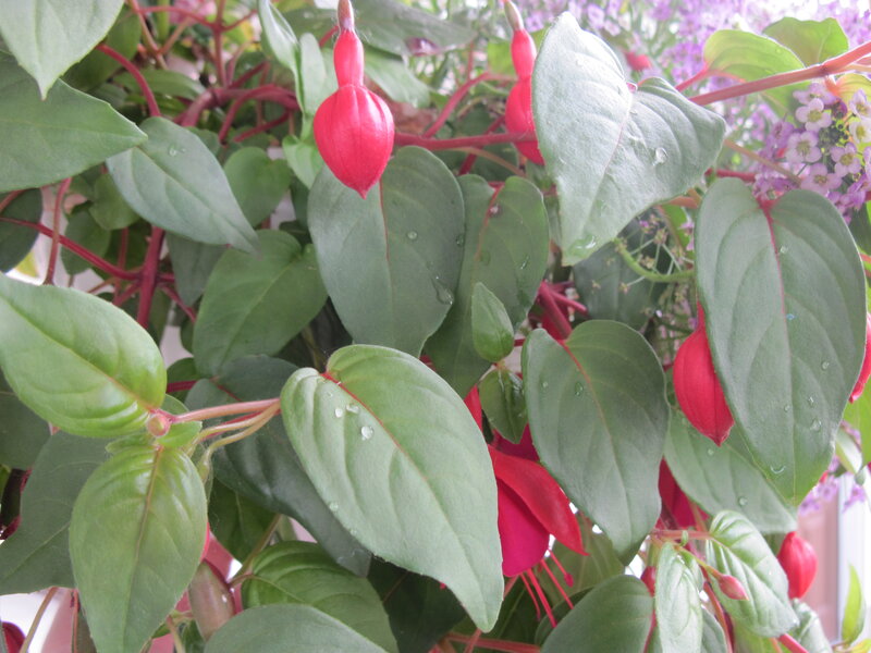 Red Fuchsia Flowers — Green, Calm