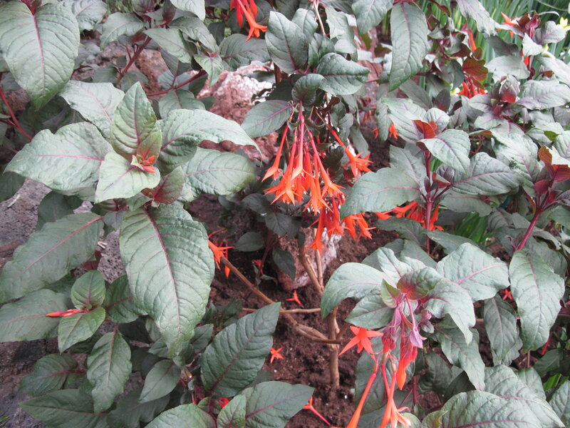 Red Fuchsia Flowers — Green, Natural