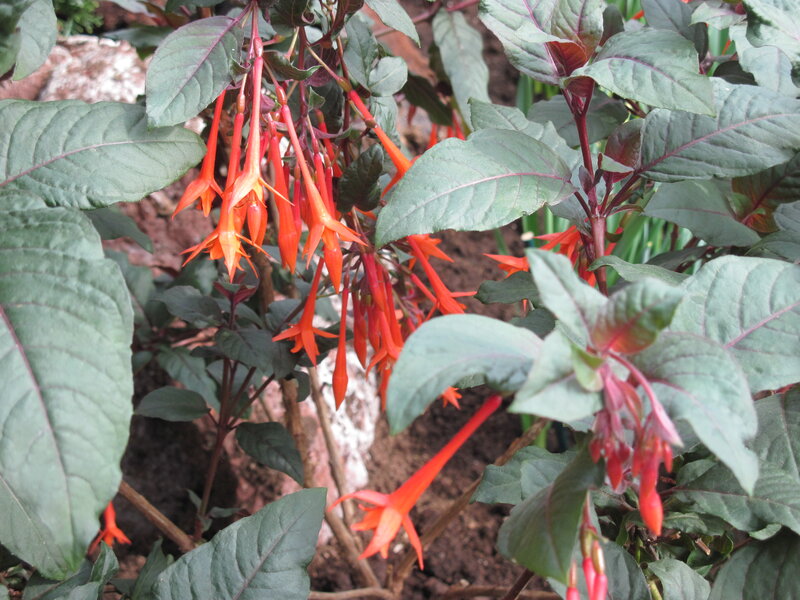 Red Fuchsia Flowers — Green