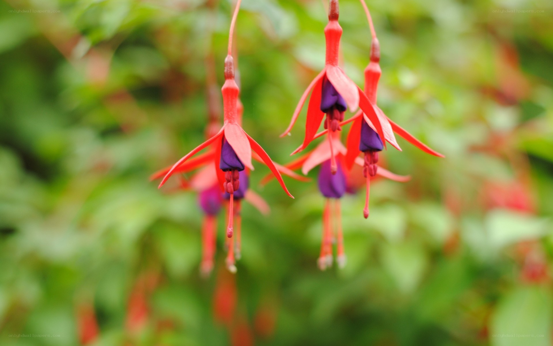 Red fuchsia flowers hanging