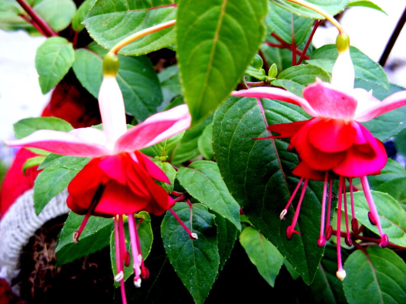 Red fuchsia flowers in bloom