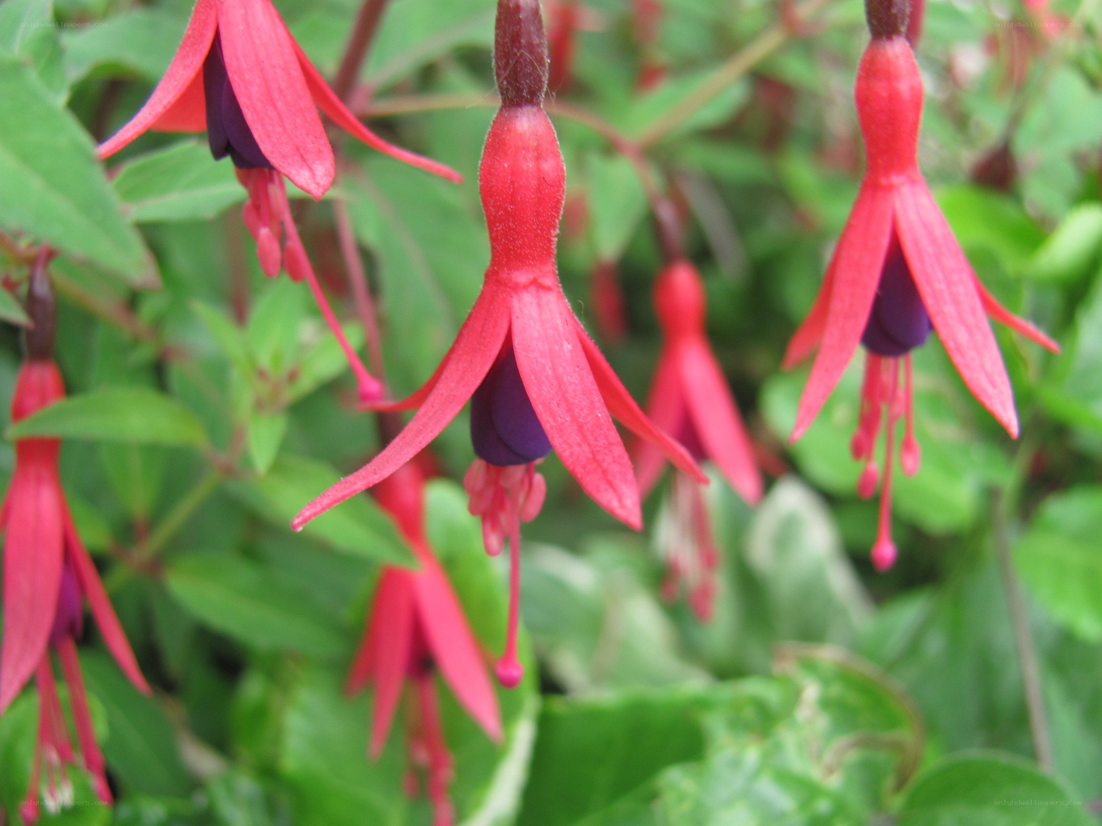 Red fuchsia flowers in bloom