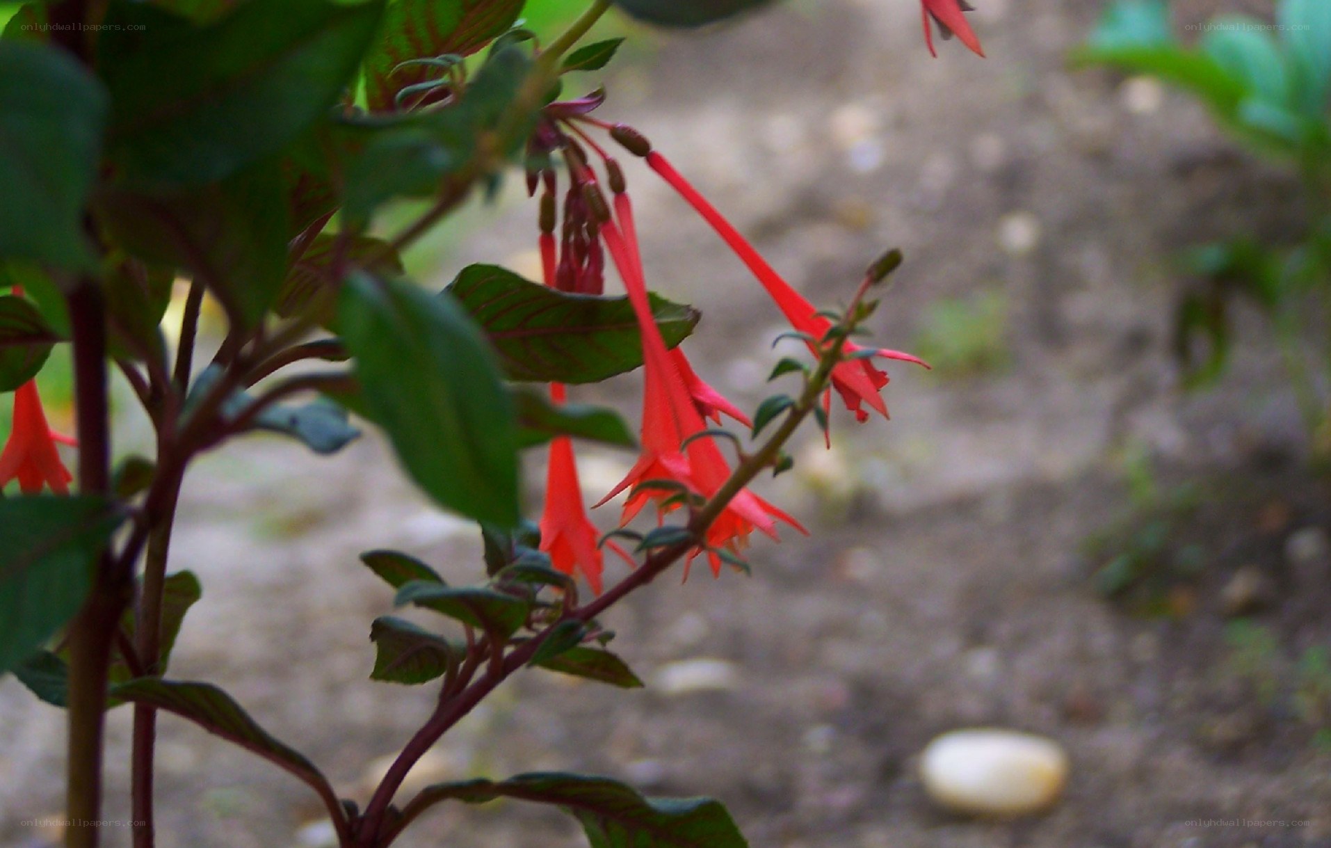 Red fuchsia flowers in garden