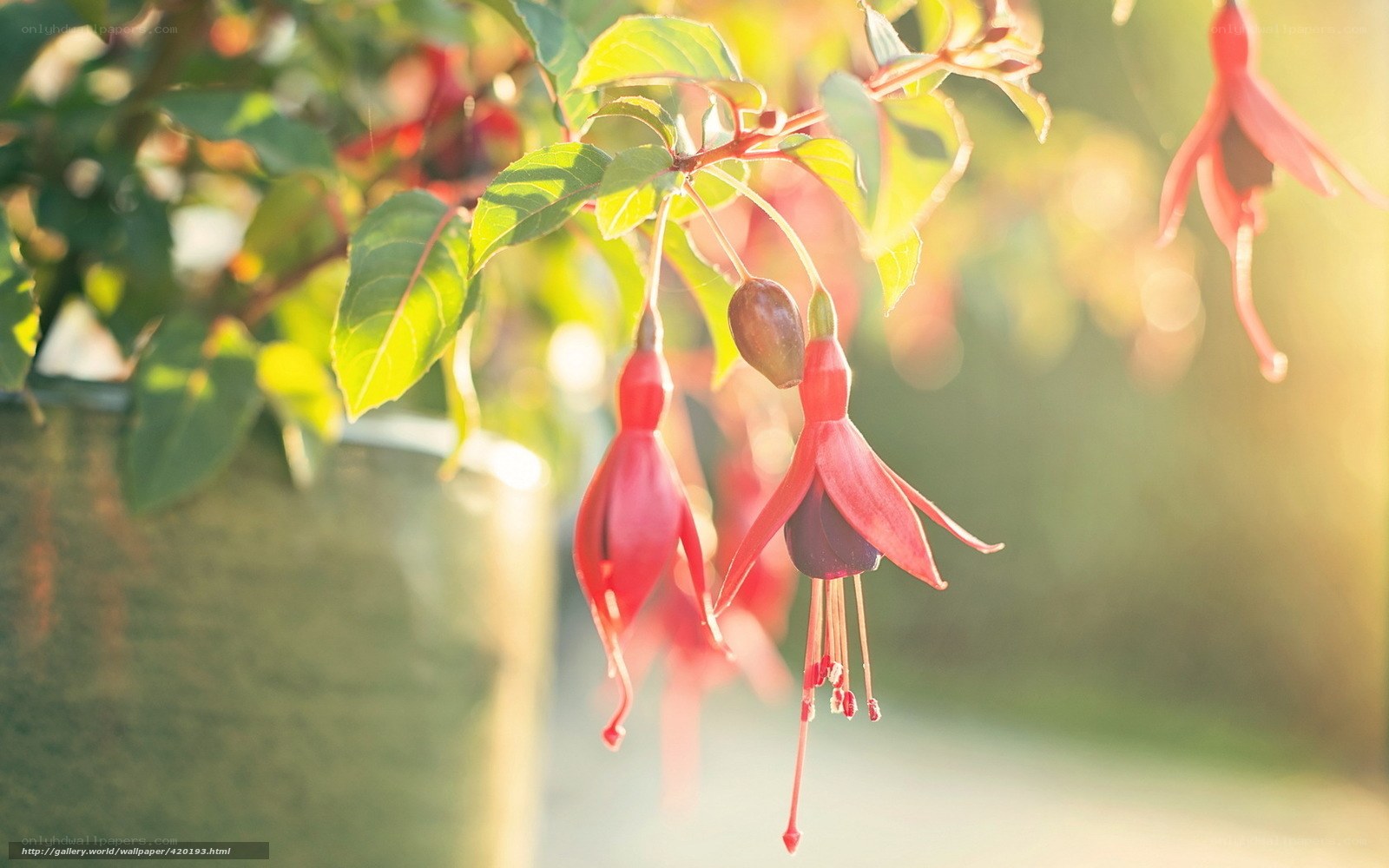 Red fuchsia flowers in sunlight