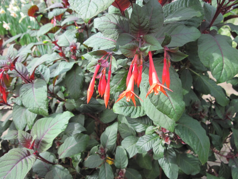 Red Fuchsia Flowers — Natural, Afternoon, Photograph