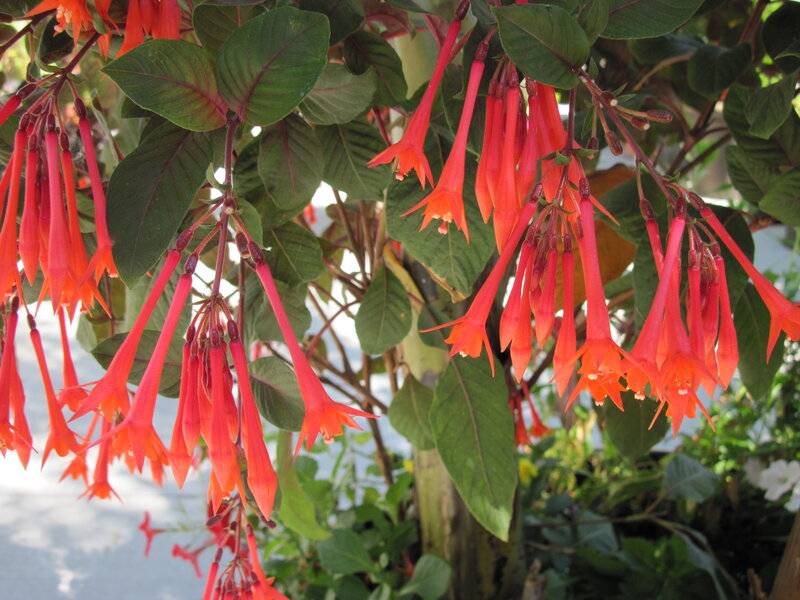 Red Fuchsia Flowers — Natural, Afternoon