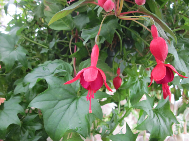 Red Fuchsia Flowers — Natural, Spring, Photograph, Green Leaves