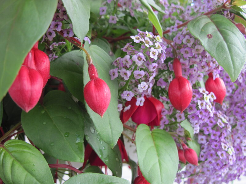 Red Fuchsia Flowers — Natural, Spring, Photograph