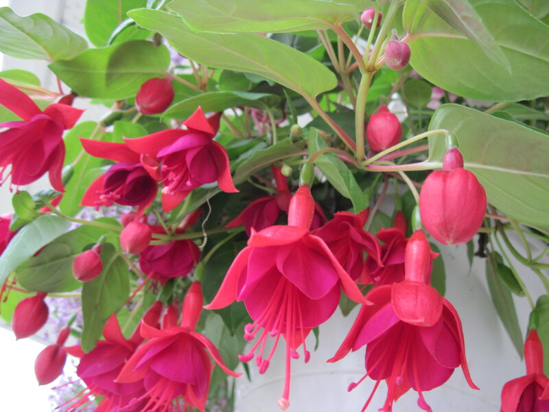 Red Fuchsia Flowers — Natural, Spring