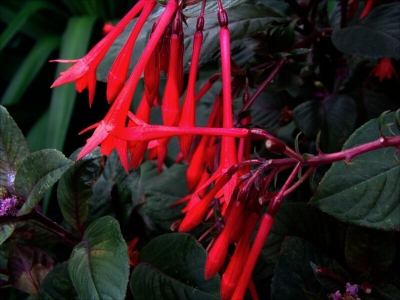 Red Fuchsia Flowers — Natural