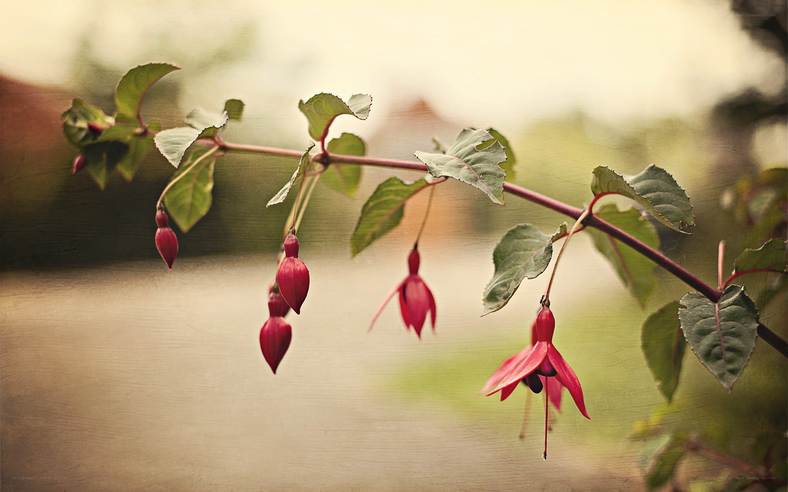 Red fuchsia flowers on a branch