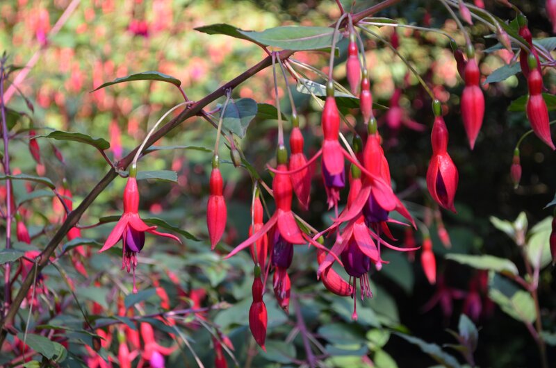 Red Fuchsia Flowers — Serene, Afternoon, Photograph, Leaves
