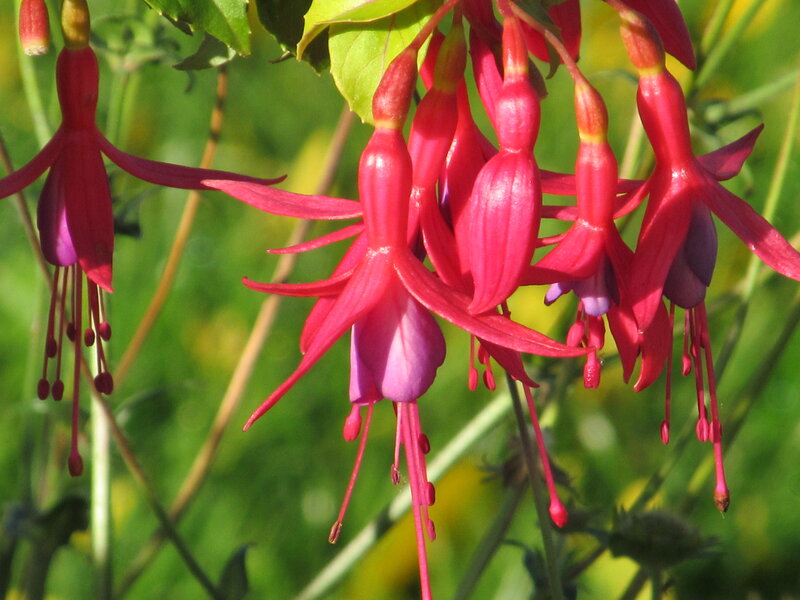 Red Fuchsia Flowers — Serene, Afternoon