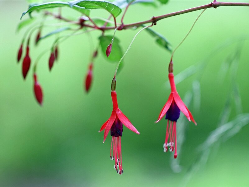 Red Fuchsia Flowers — Serene, Spring