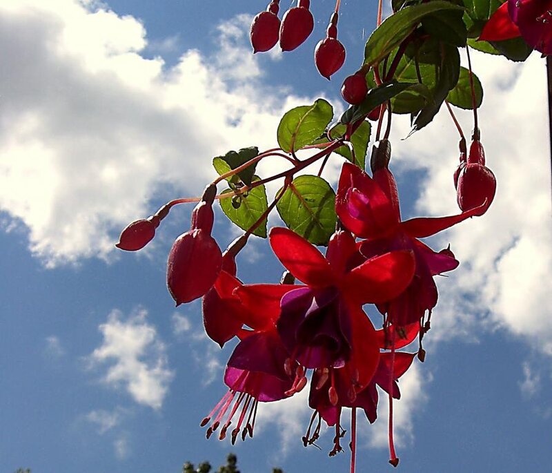 Red Fuchsia Flowers — Serene
