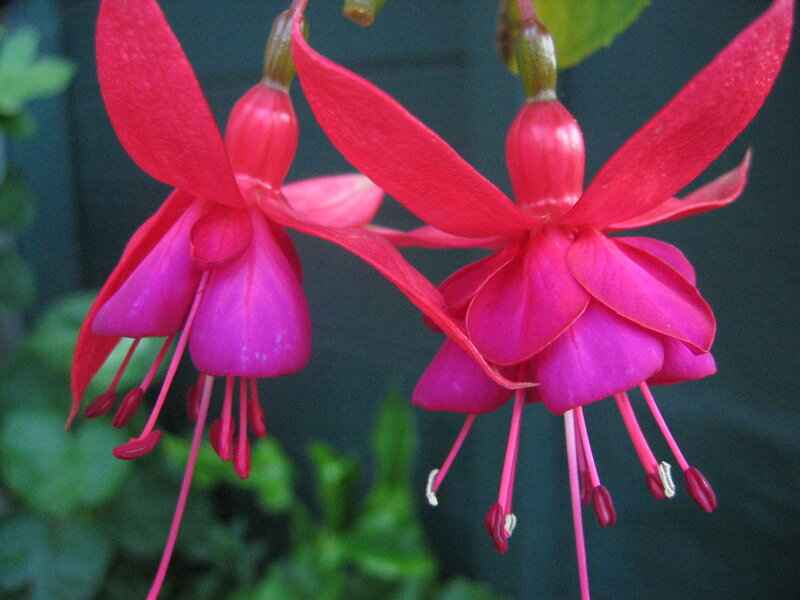Red fuchsia flowers