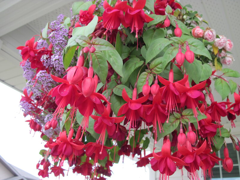 Red Fuchsia Flowers — Vibrant, Afternoon