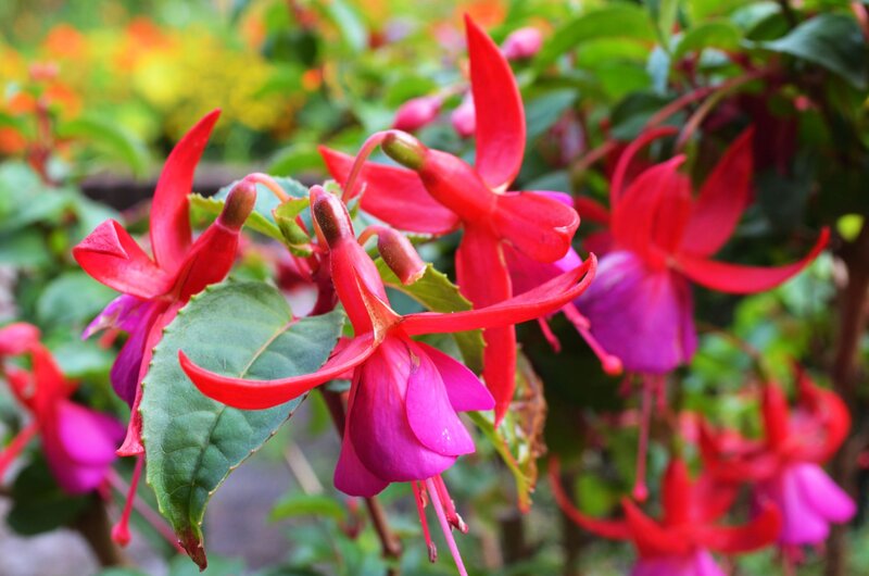 Red Fuchsia Flowers — Vibrant, Spring, Photograph