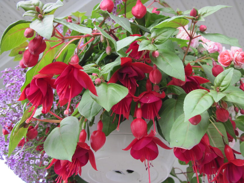 Red Fuchsia Flowers — Vibrant, Spring
