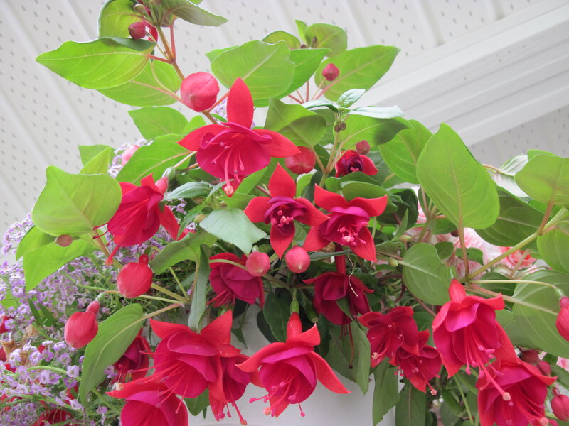 Red Fuchsia Flowers — Vibrant