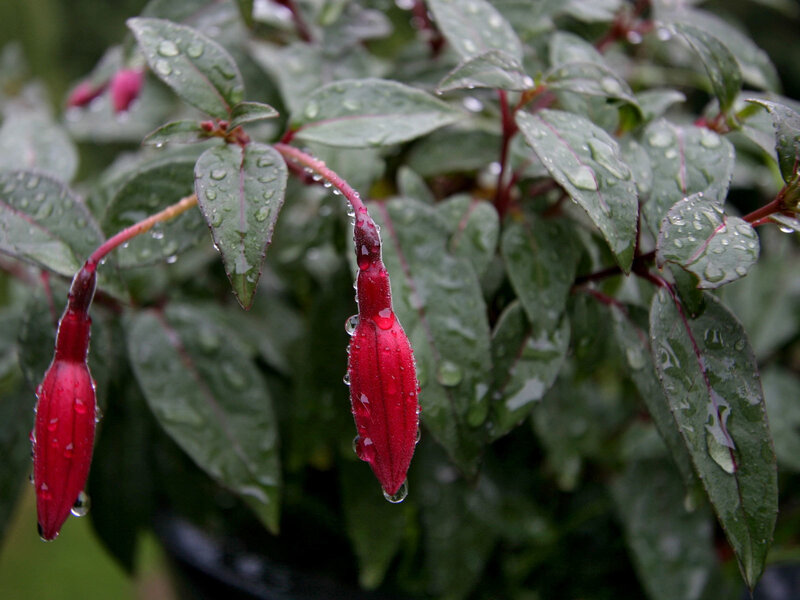 Red fuchsia flowers with raindrops