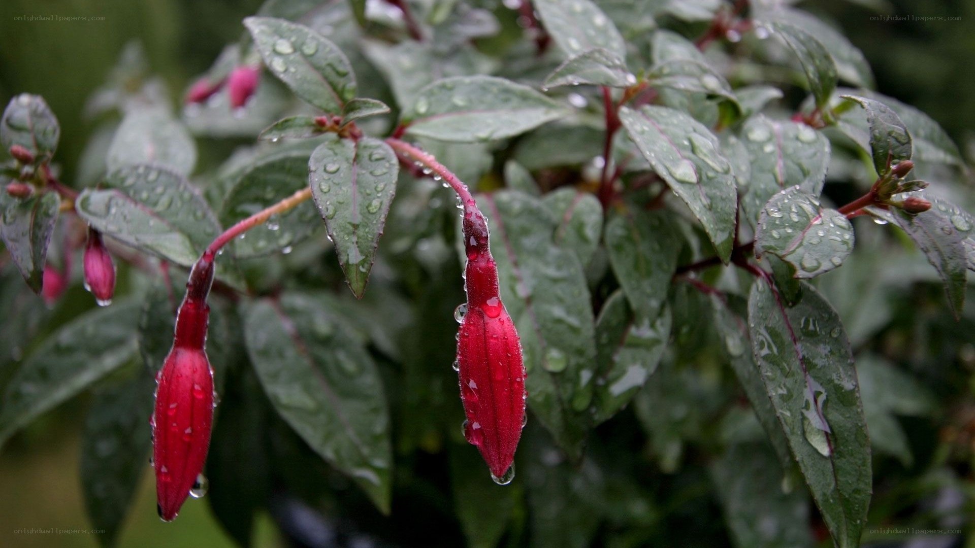 Red fuchsia flowers with raindrops