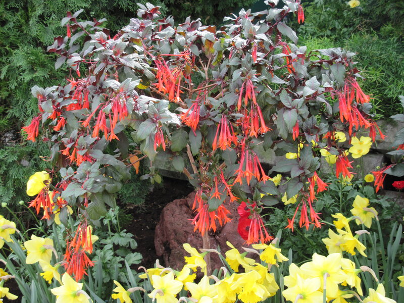 Red Fuchsia Plant