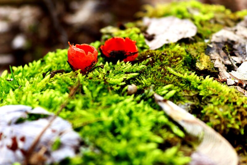 Red Fungi on Moss