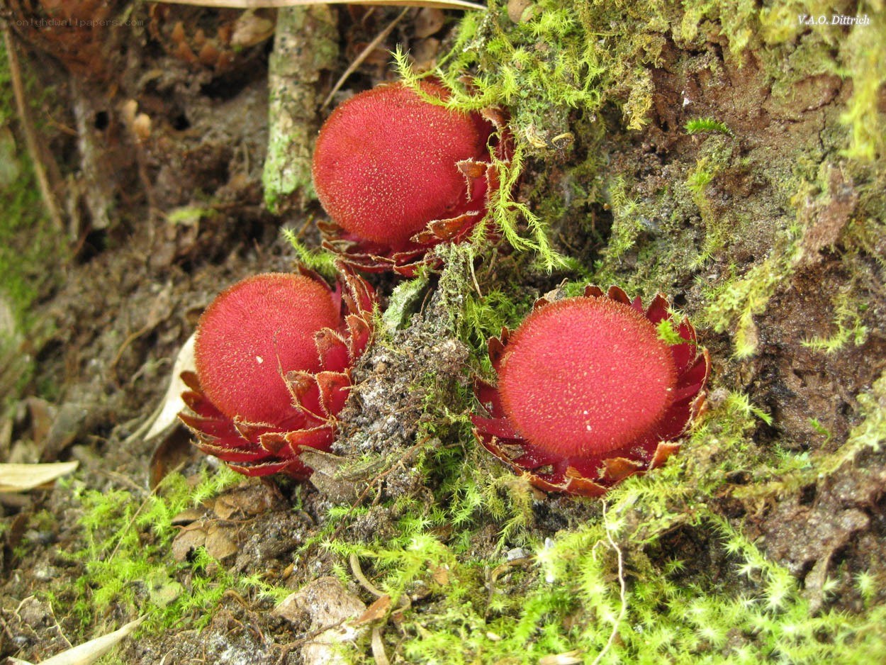 Red fungi on mossy ground