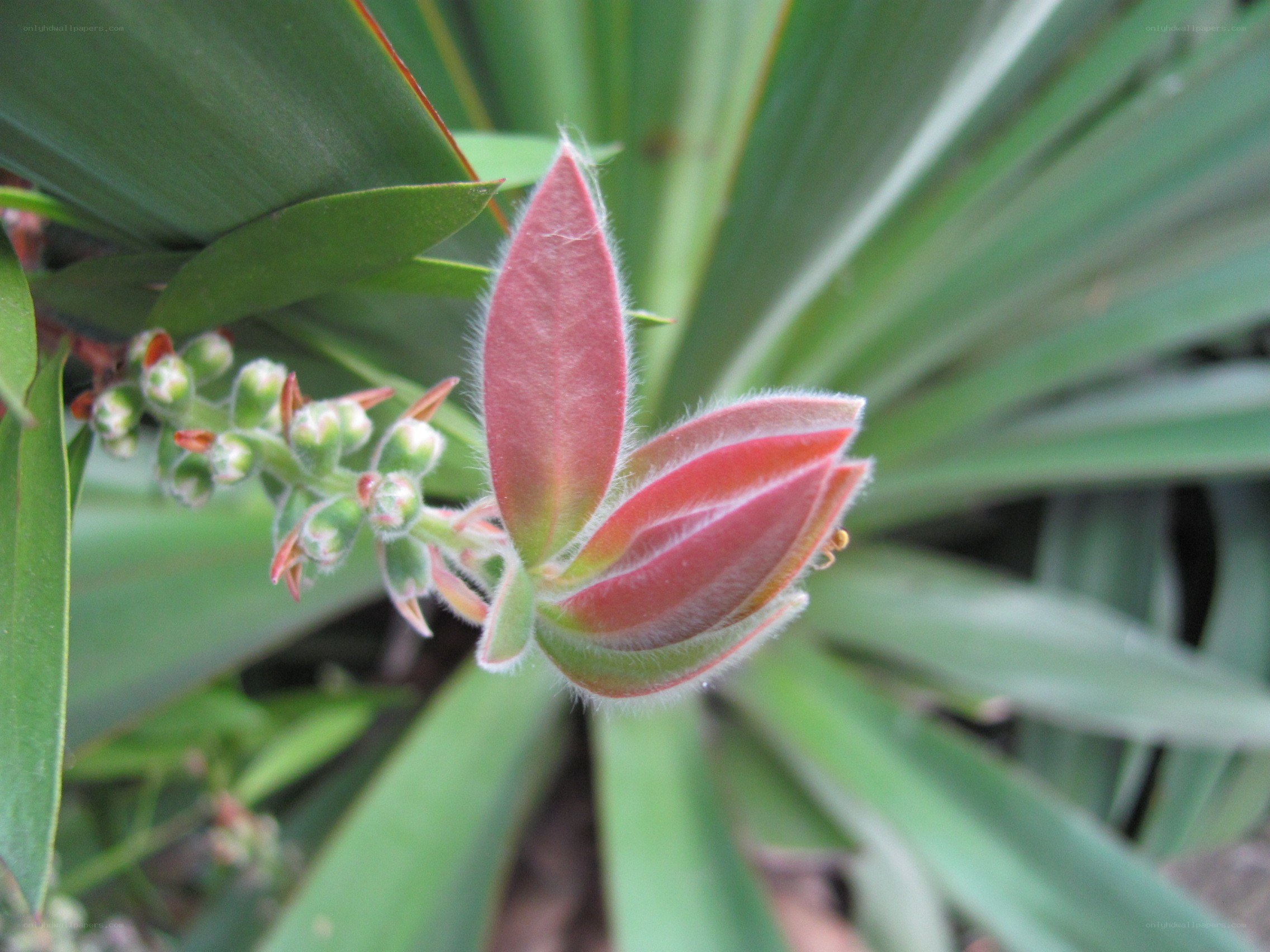 red fuzzy flower bud