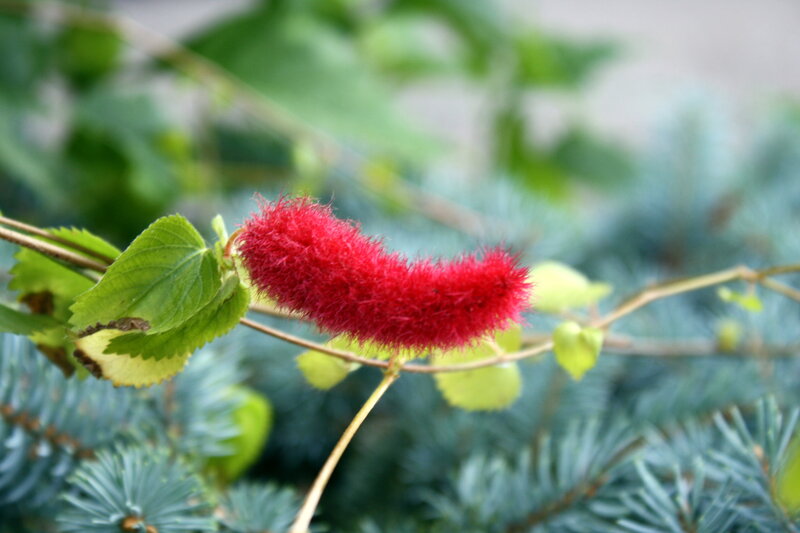 Red Fuzzy Flower — Natural