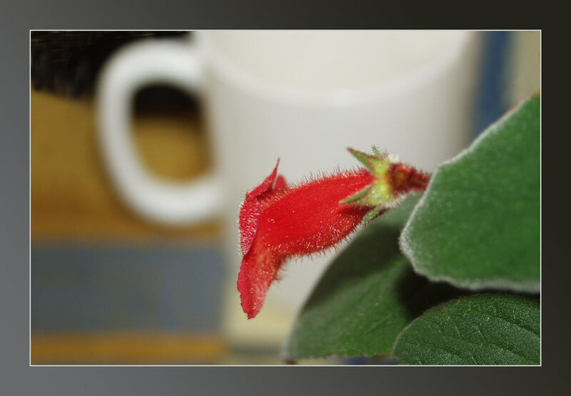 Red Fuzzy Flower