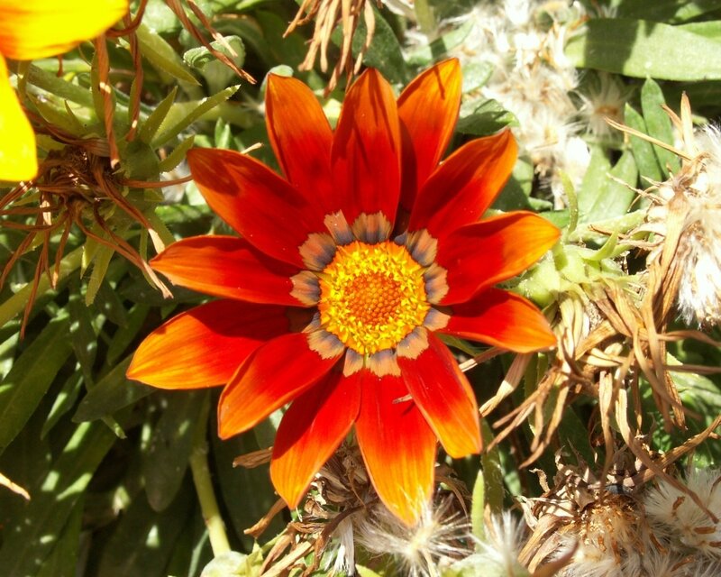 Red Gazania Flower