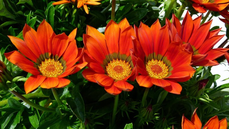 Red Gazania Flowers — Orange, Vibrant