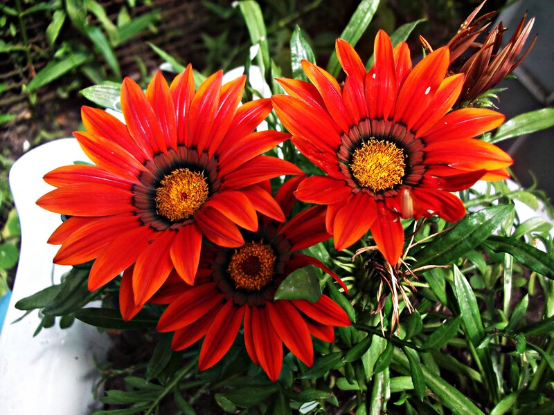 Red Gazania Flowers