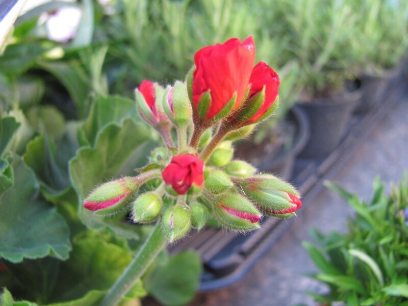 Red geranium flower buds