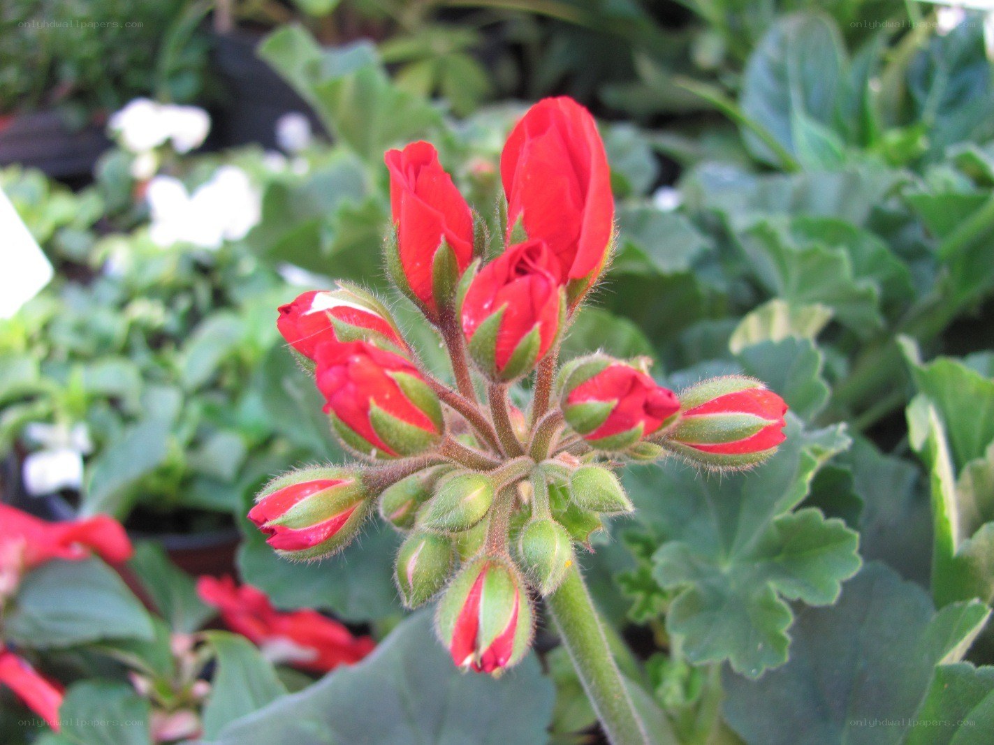 Red geranium flower buds