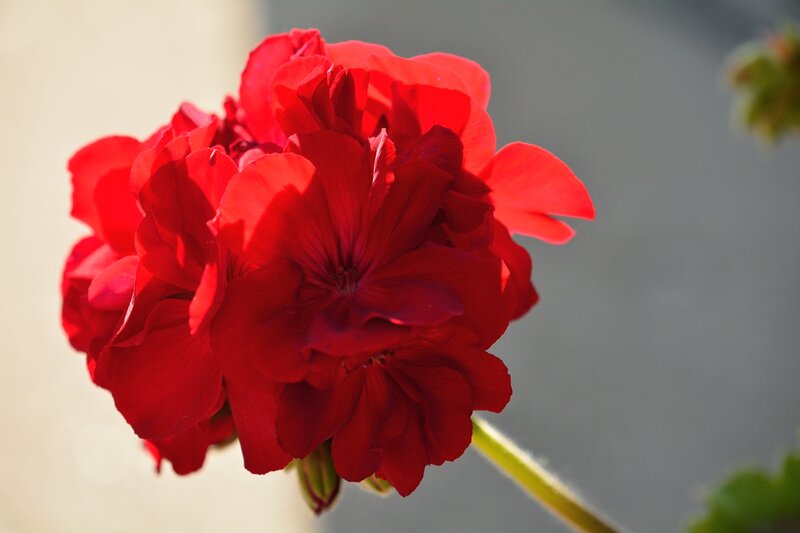 Red Geranium Flower — Calm, Afternoon, Photograph