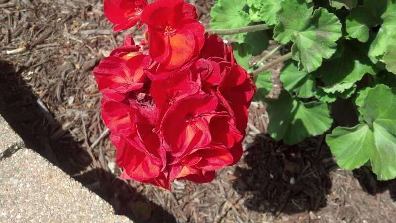 Red Geranium Flower — Calm, Afternoon