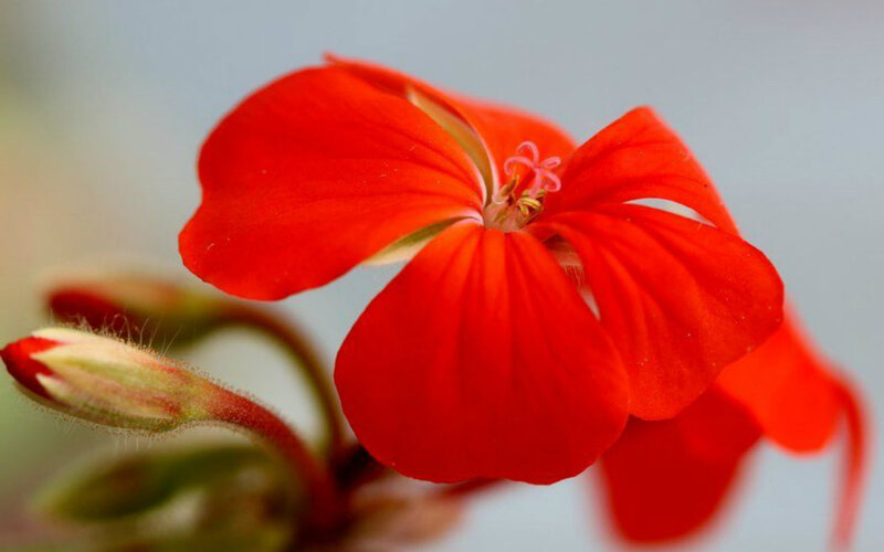 Red Geranium Flower — Calm, Photograph, Bud