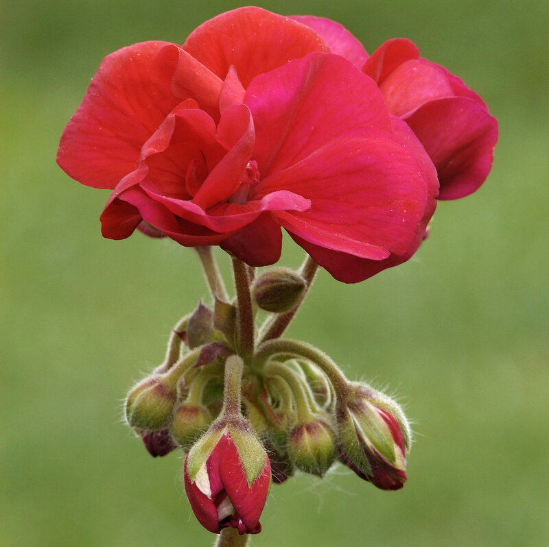 Red Geranium Flower — Calm, Photograph, Buds