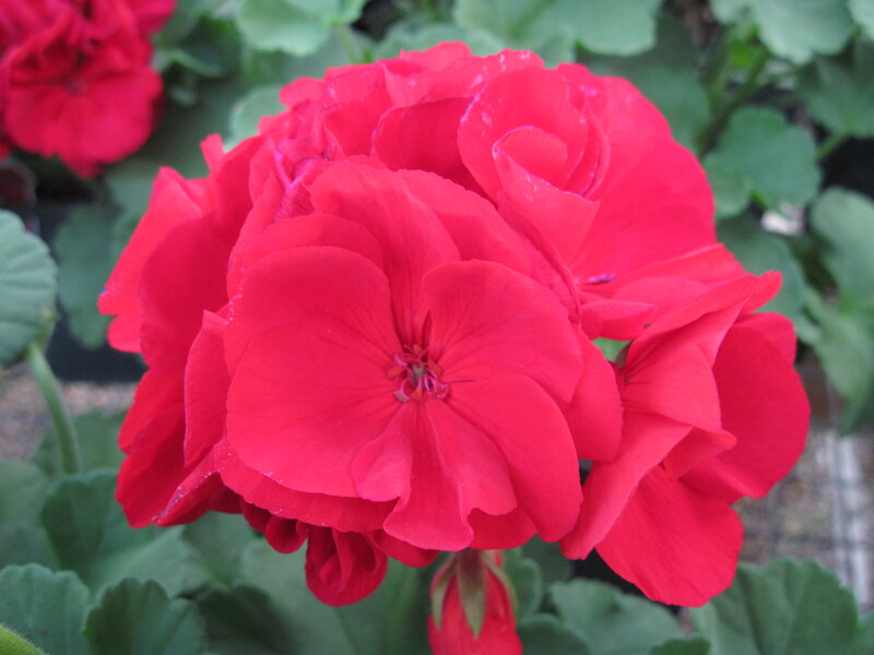 Red Geranium Flower — Calm, Photograph, Green Leaves