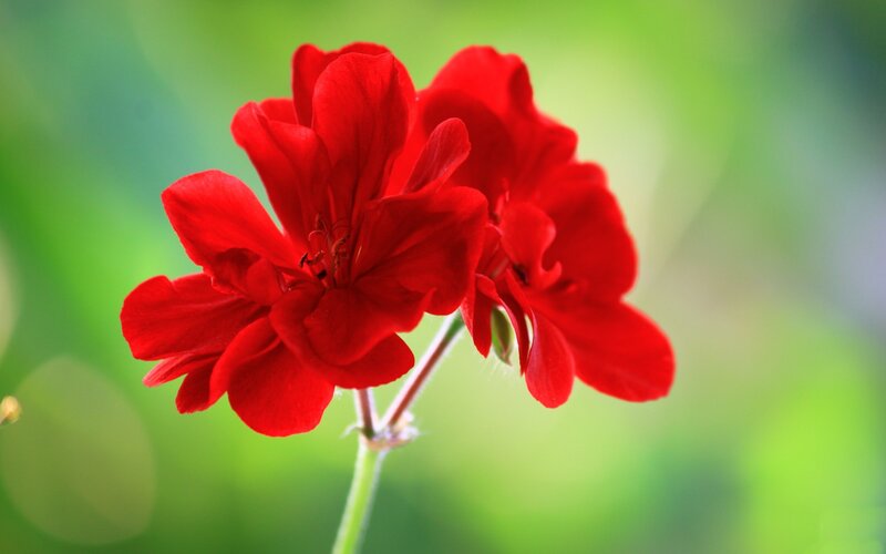 Red Geranium Flower — Calm, Photograph, Stem