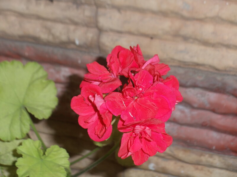 Red Geranium Flower — Calm, Photograph