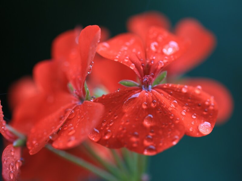 Red Geranium Flower — Calm, Photograph, Water Droplets