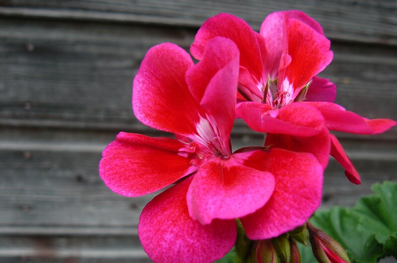Red Geranium Flower — Calm, Photograph, Wooden Wall
